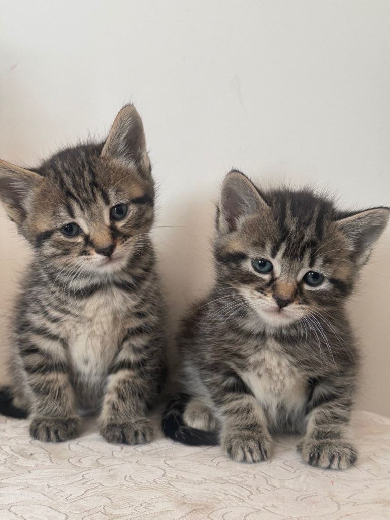 4 beautiful tabby kittens for sale 