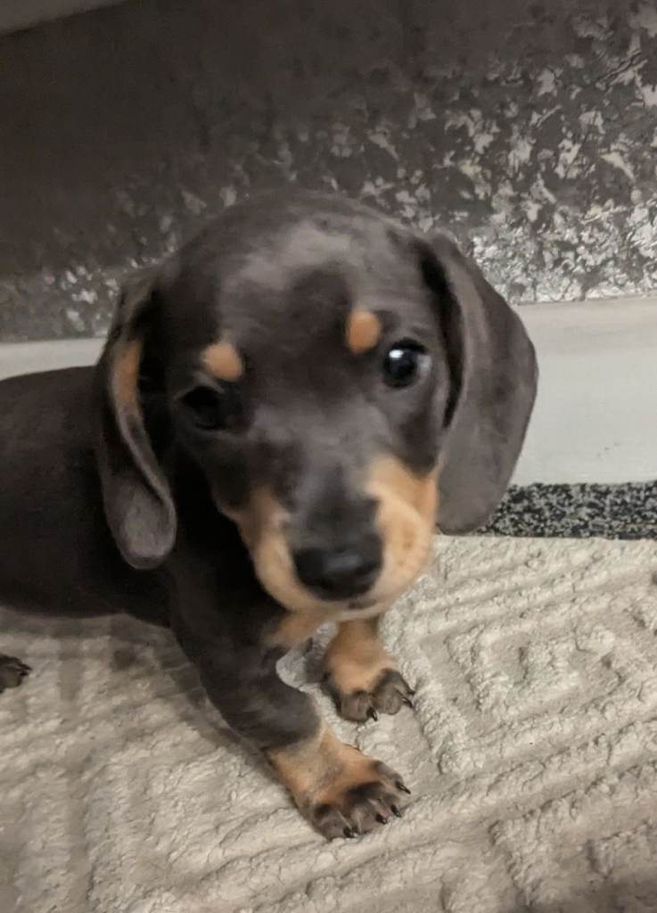 Miniature Dashhound 1 male 1 female available. Black. £750