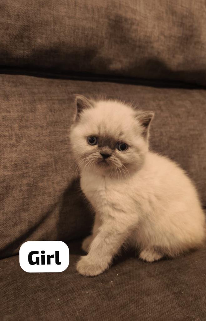 Stunning exotic Persian kittens 