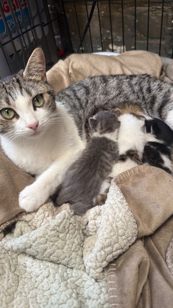 Kittens looking for a good home 