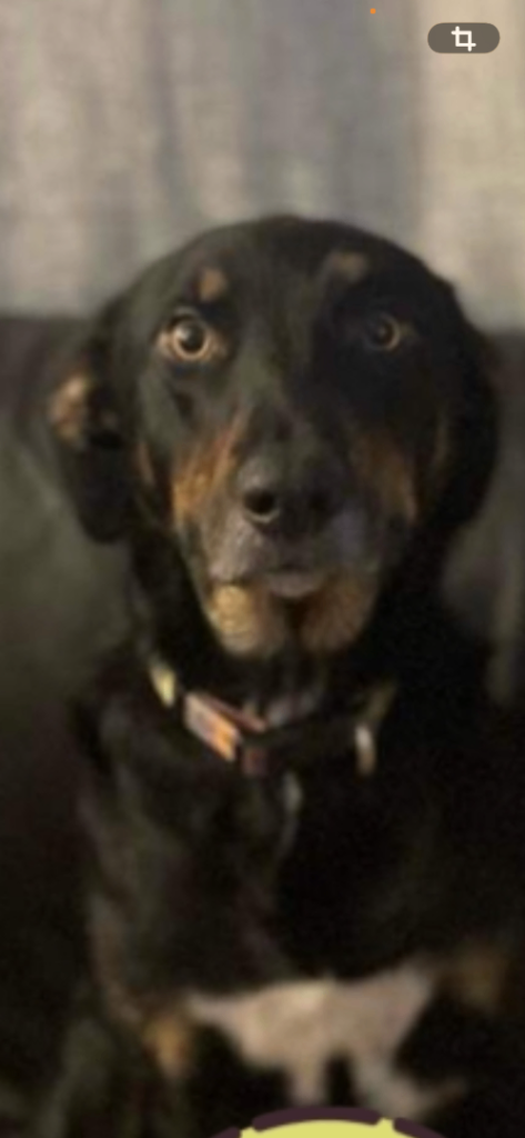 Cross huntaway/border collie 