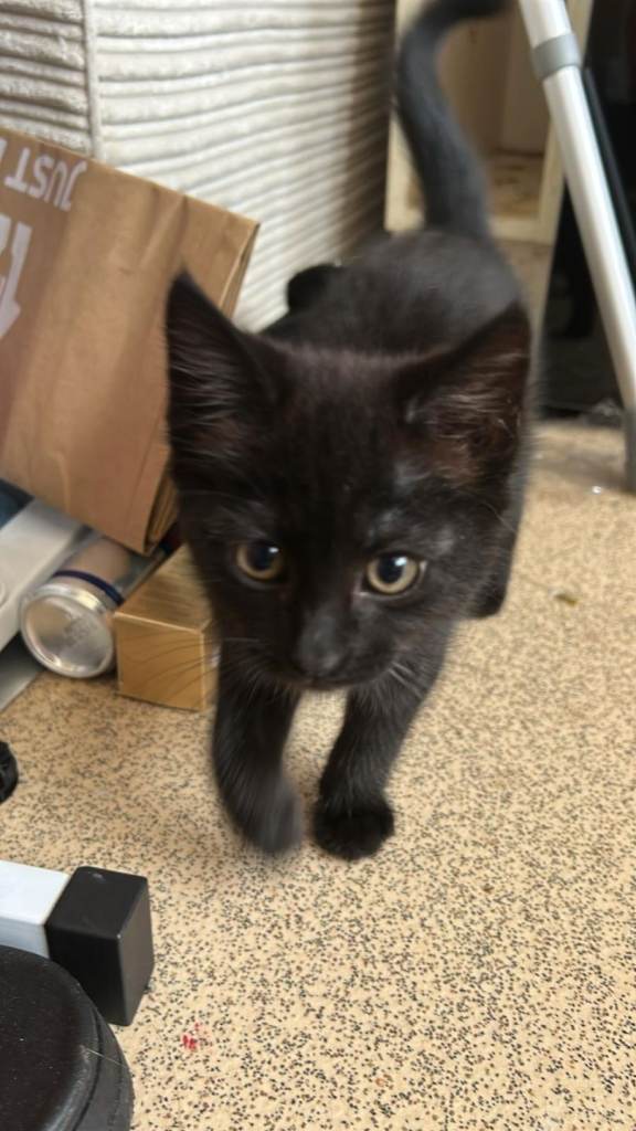 Kitten manie coon