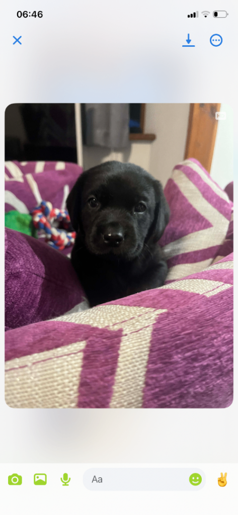 Kc registered Labrador retrievers 