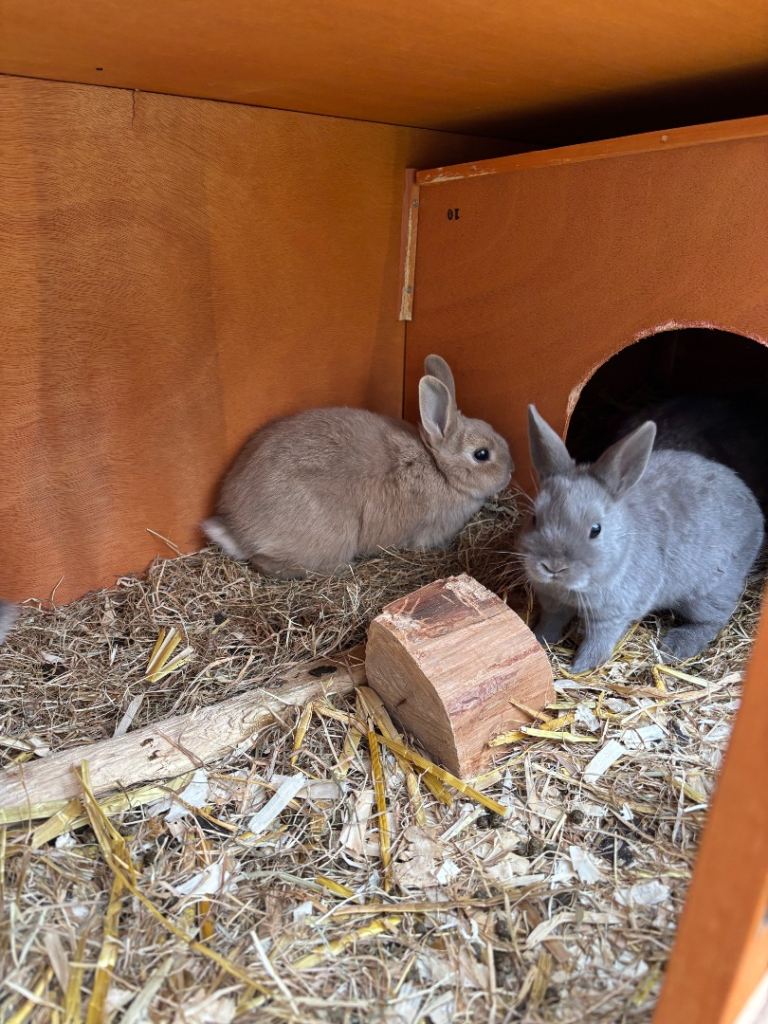 Netherland dwarfs