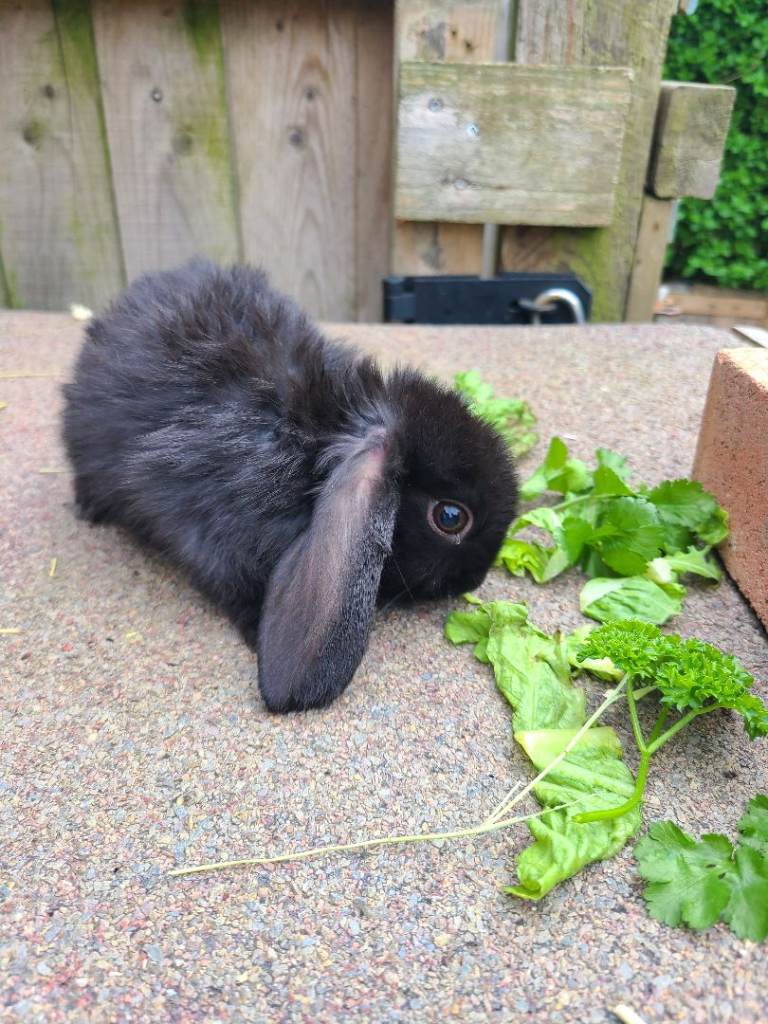Baby lop rabbits ready now 