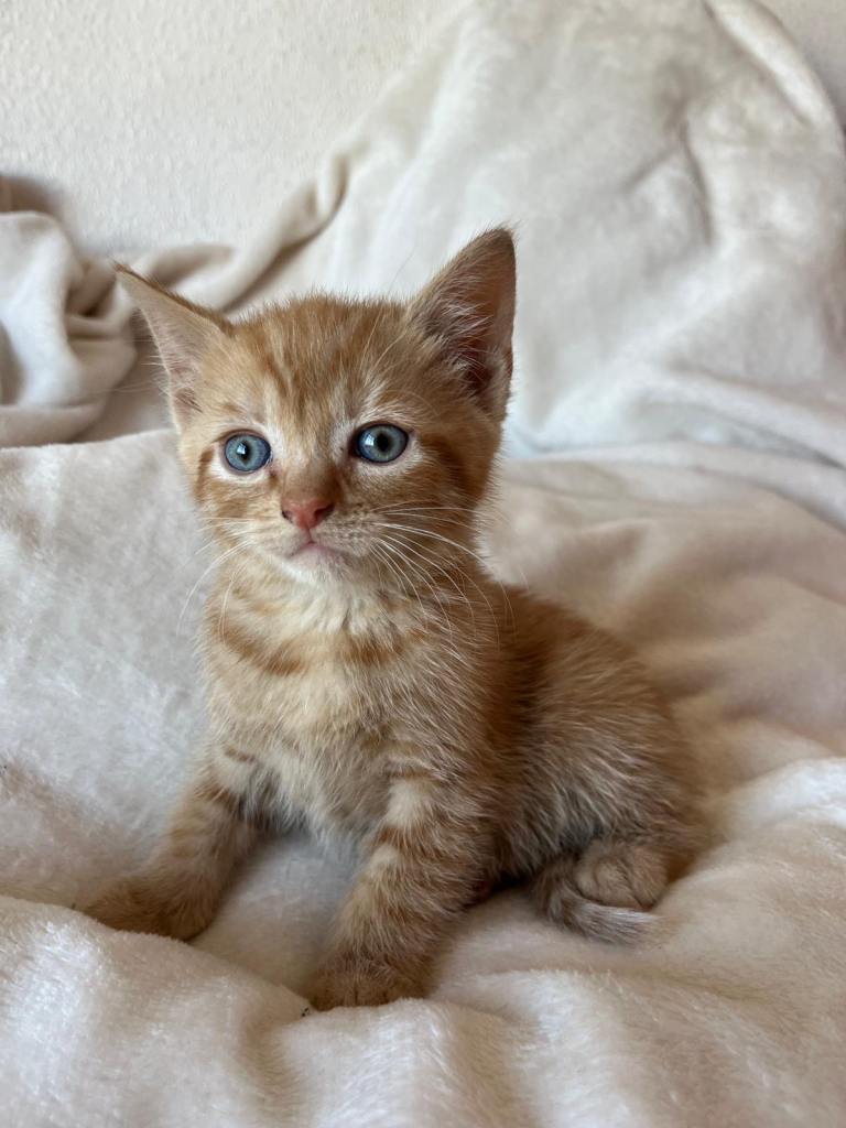 Ginger kitten