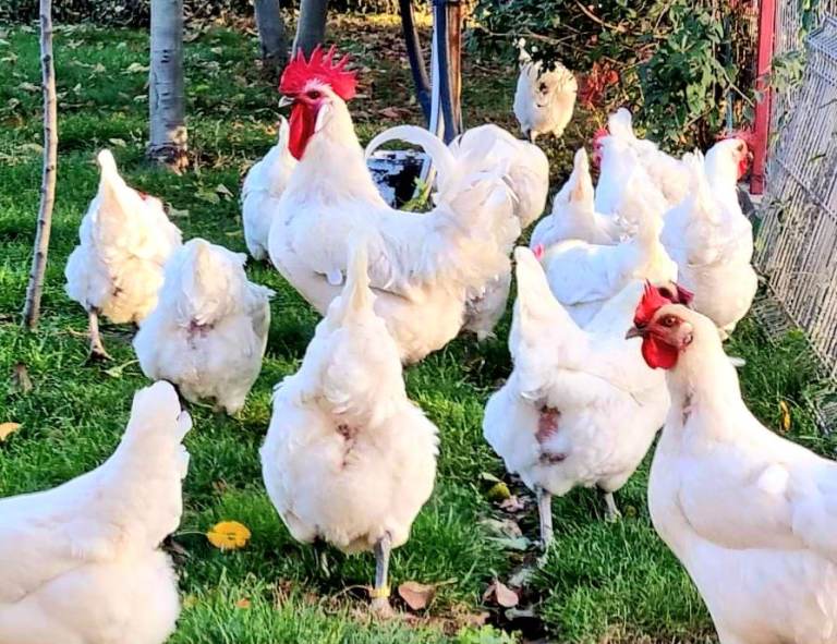 La Bresse hens point of lay chickens