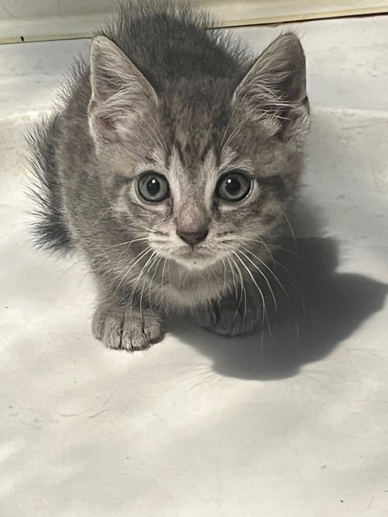 Kittens looking for new homes