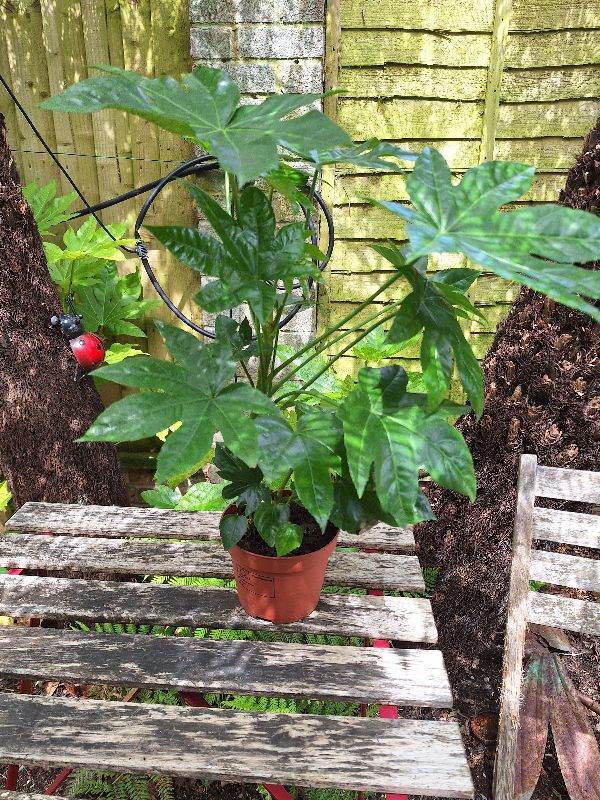 Fatsia Japonica, Paper Plant - Tropical Architectural Style Foliage Giant Leaves
