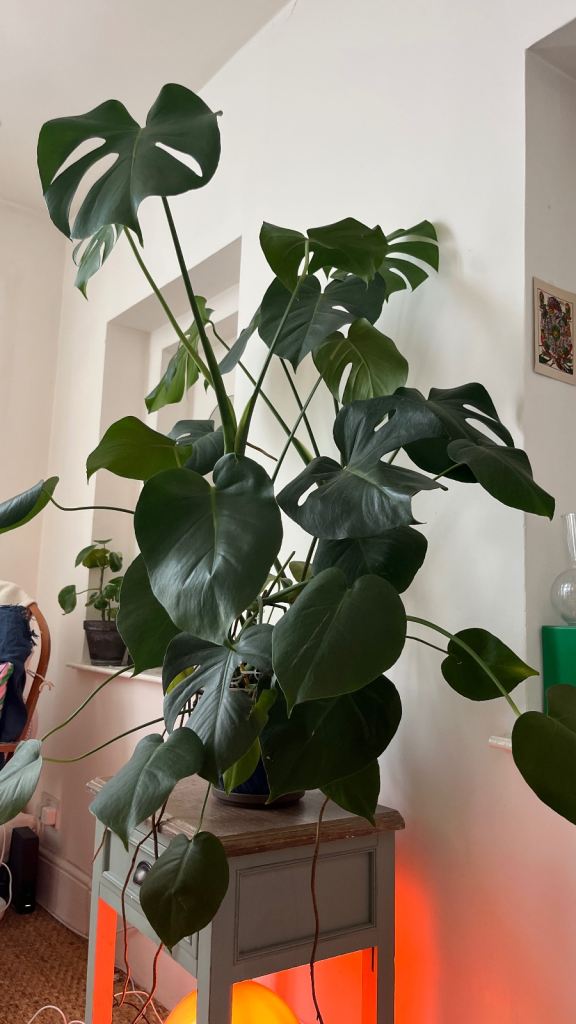 Monstera plant Large