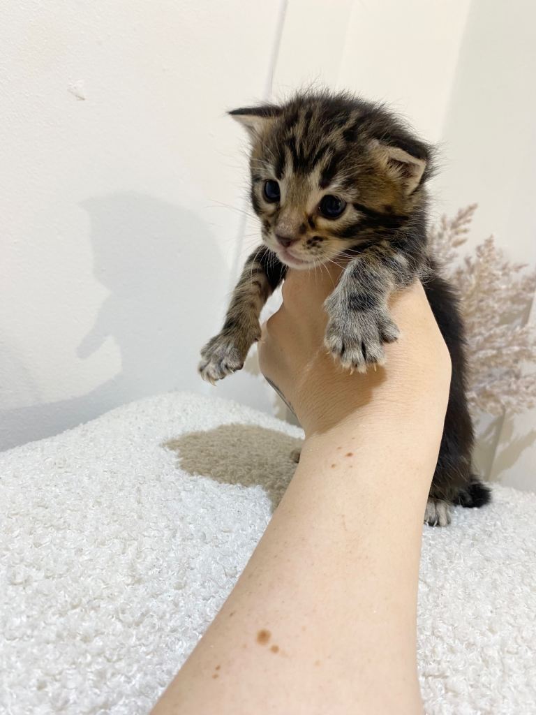 MAINECOON X BENGAL KITTENS 
