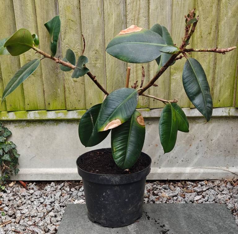 Free house plant. Need some attention and collection only.