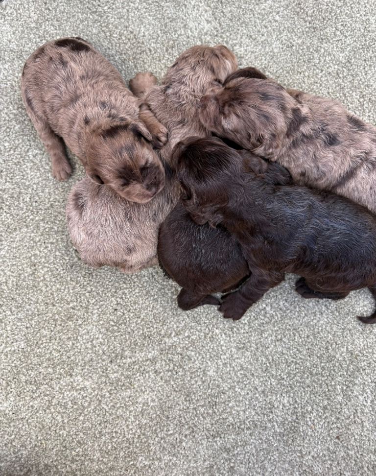 Cocker spaniel puppies 