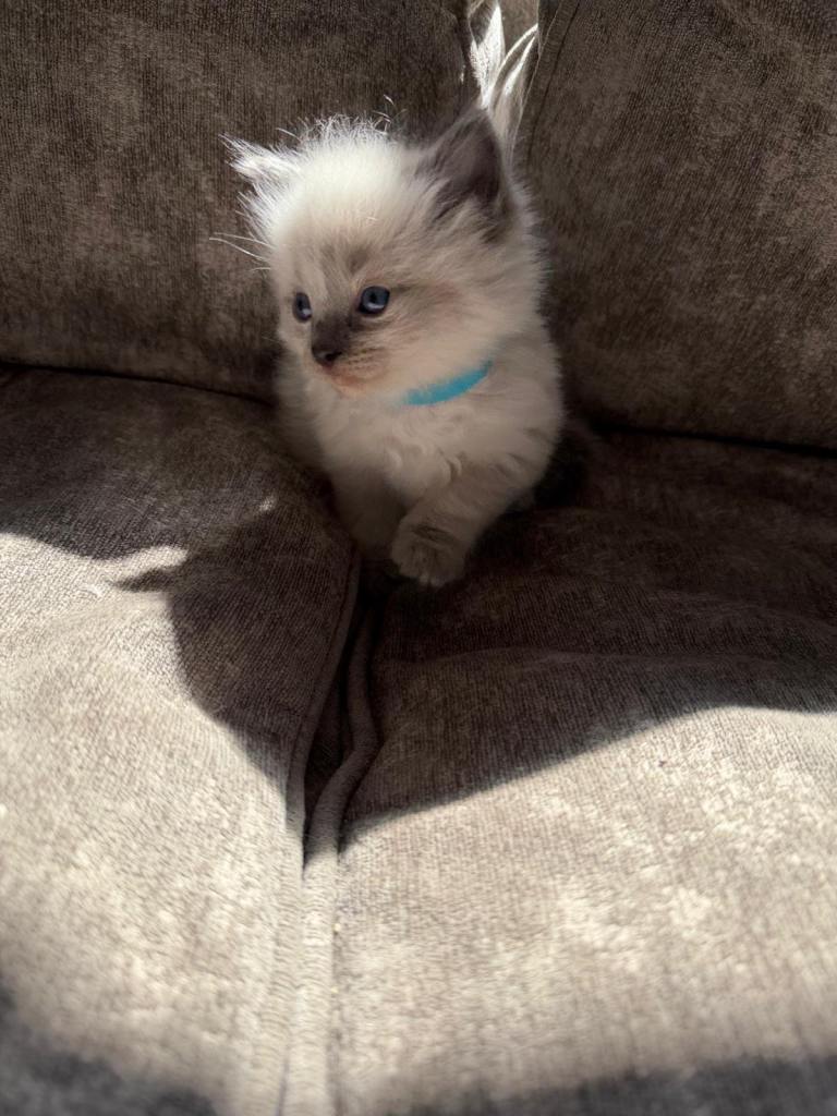 Ragdoll kittens 