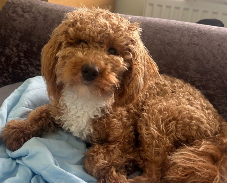10 month old miniature poodle puppy for sale 