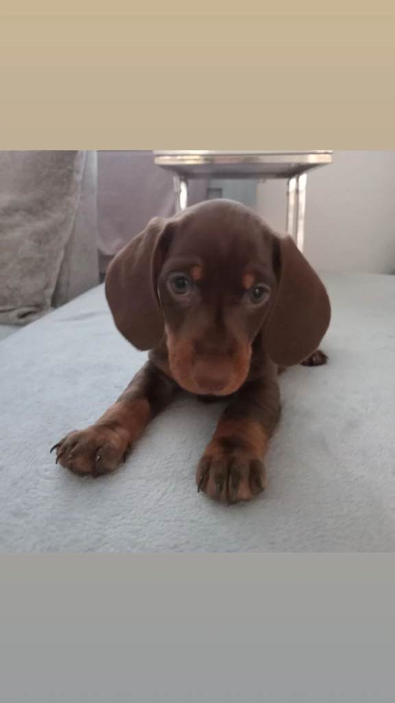 Dachshund puppies 