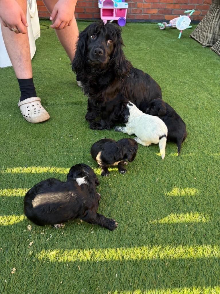 Cocker spaniel pups 