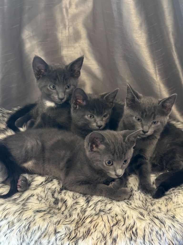     Russian Blue Kittens for Sale, Ready for Loving Homes