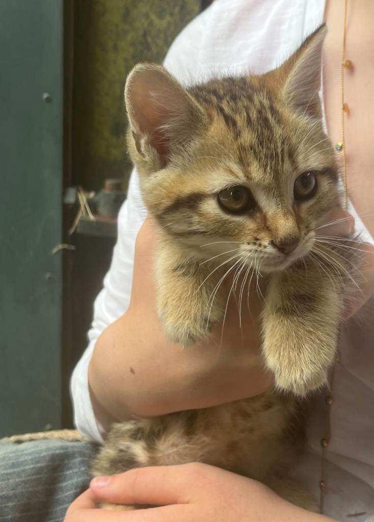 Beautiful Kittens for sale