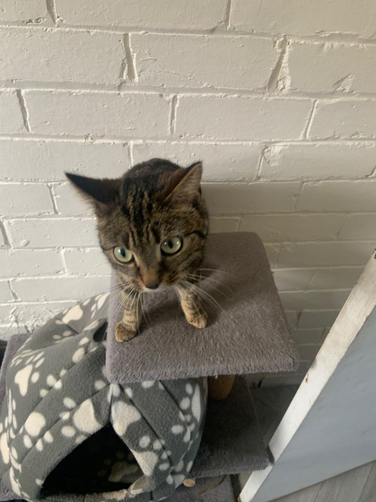 Tabby cat 