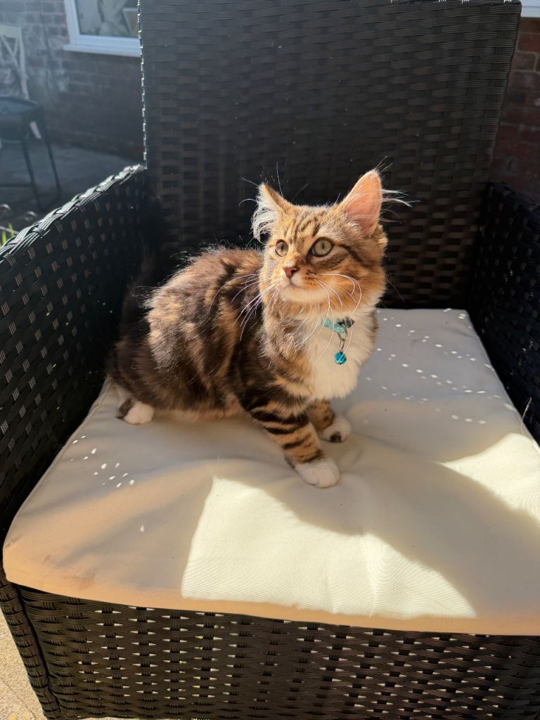 5 month old kitten male