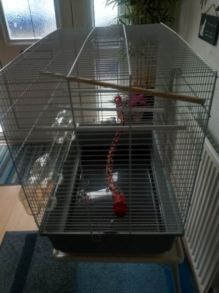 Bird cage 