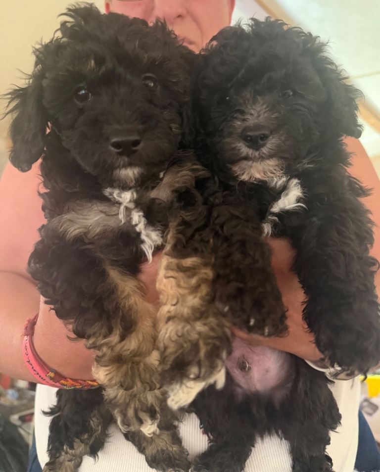 4 toy poodle boys 