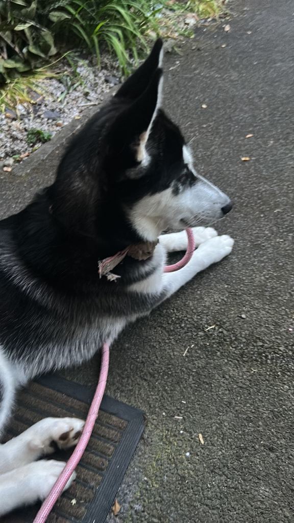 Siberian husky 