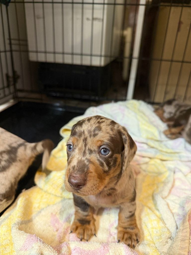 BEAUTIFUL MINIATURE DACHSHUND PUPPIES