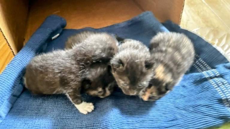 4 Beautiful fluffy kittens for sale!