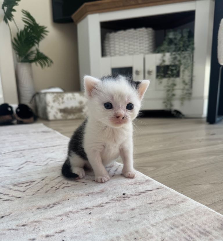 x2 kittens - x1 girl & x1 boy