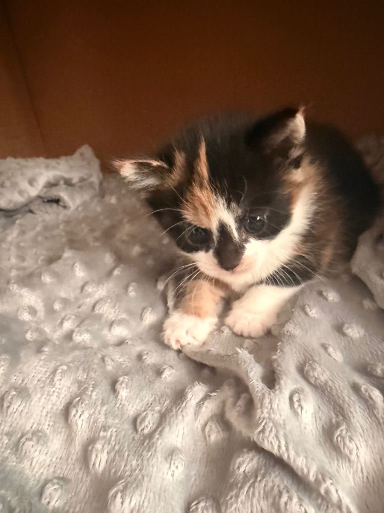 Kittens