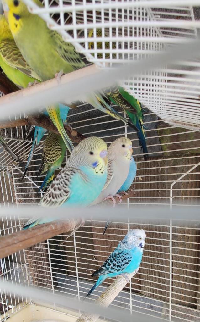 Budgies/love birds/delivery/2 for £50
