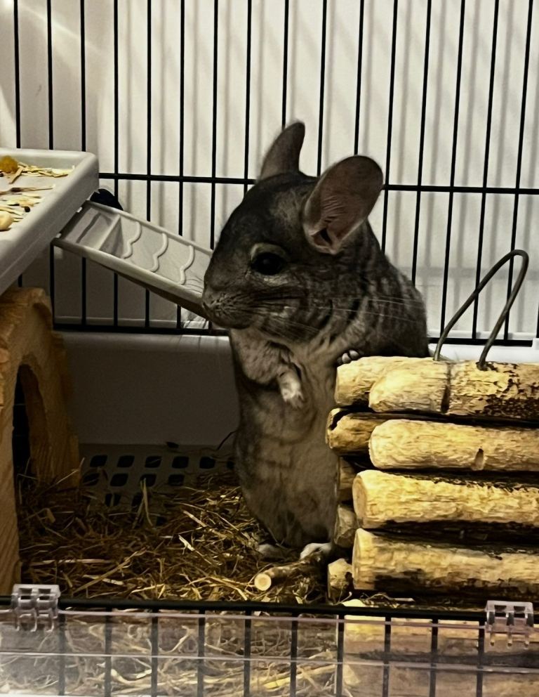 Two bonded male chinchillas for sale 