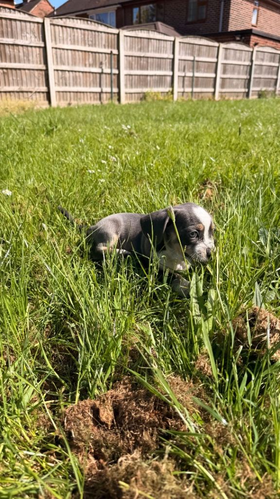 Two twin dachshund/frenchbull dogs boy and girl 