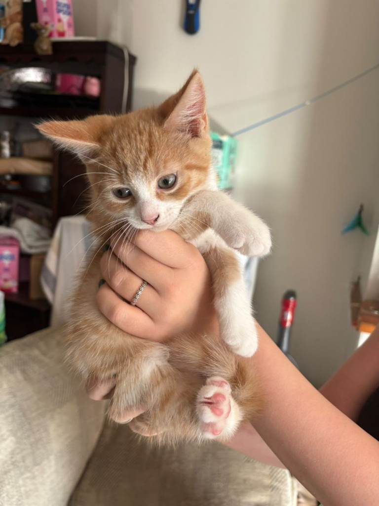 3 Lovely kittens for sale 