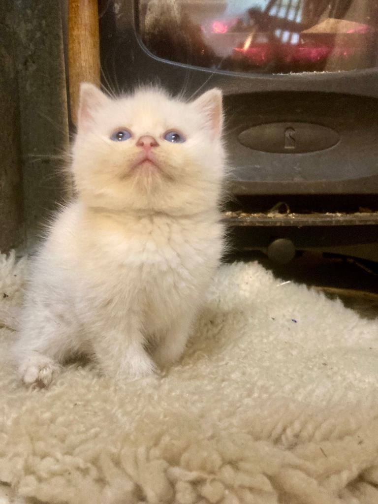 BEAUTIFUL Ragdoll X kittens 