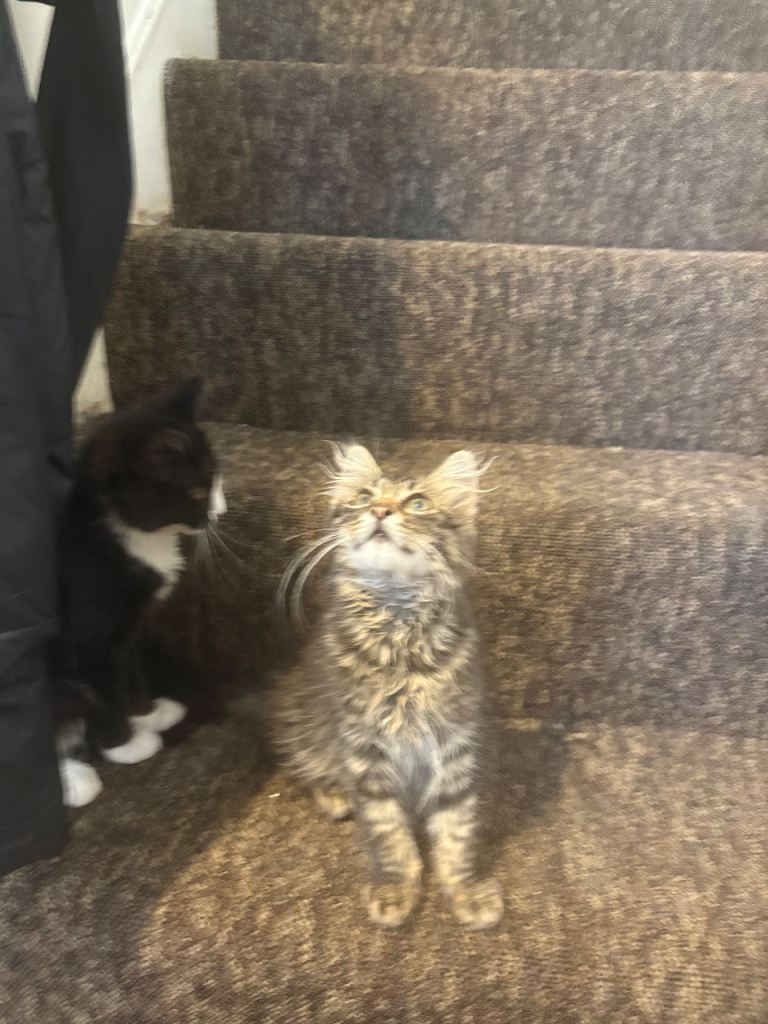 LONG haired X kittens 