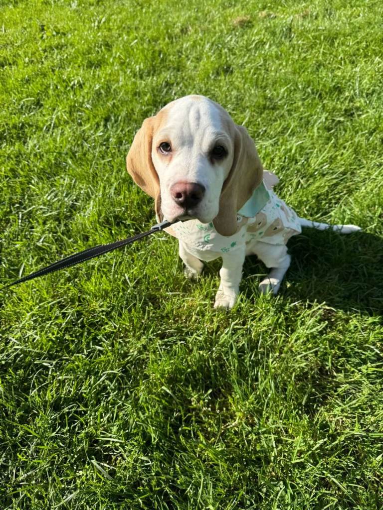 🐾 Adorable Beagle for Sale – Loving Home Wanted! 🐾