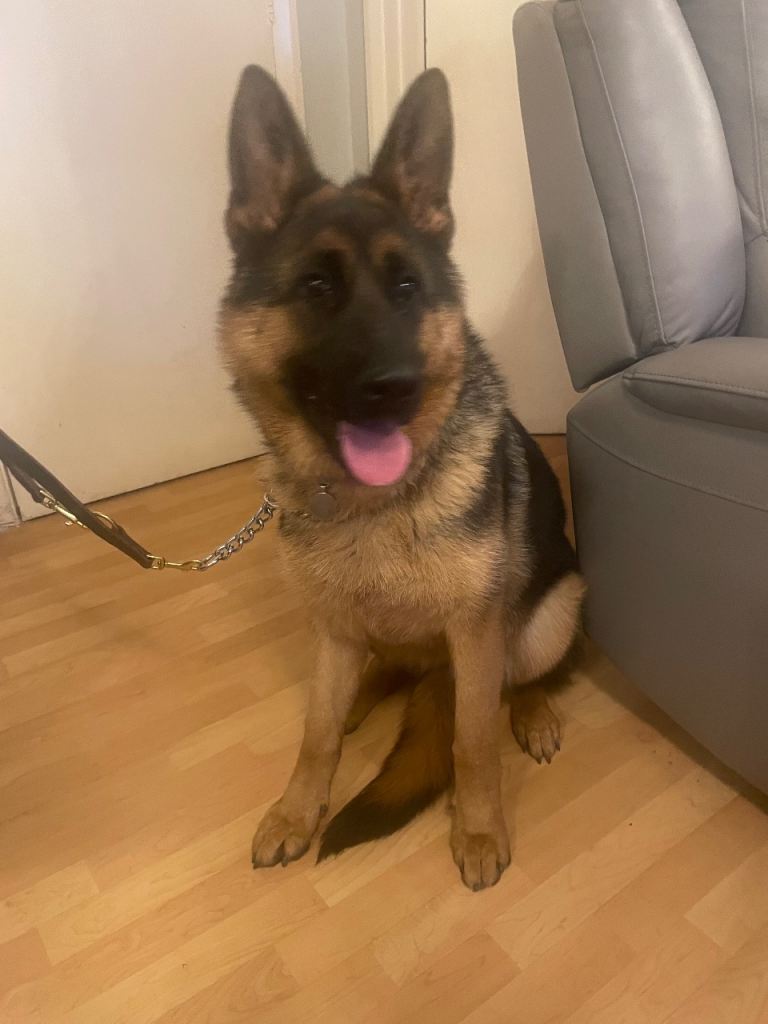German shepherd for sale 