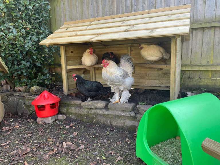 The Large Chicken Shelter by Flyte so Fancy Collection from Ferndown, Dorset