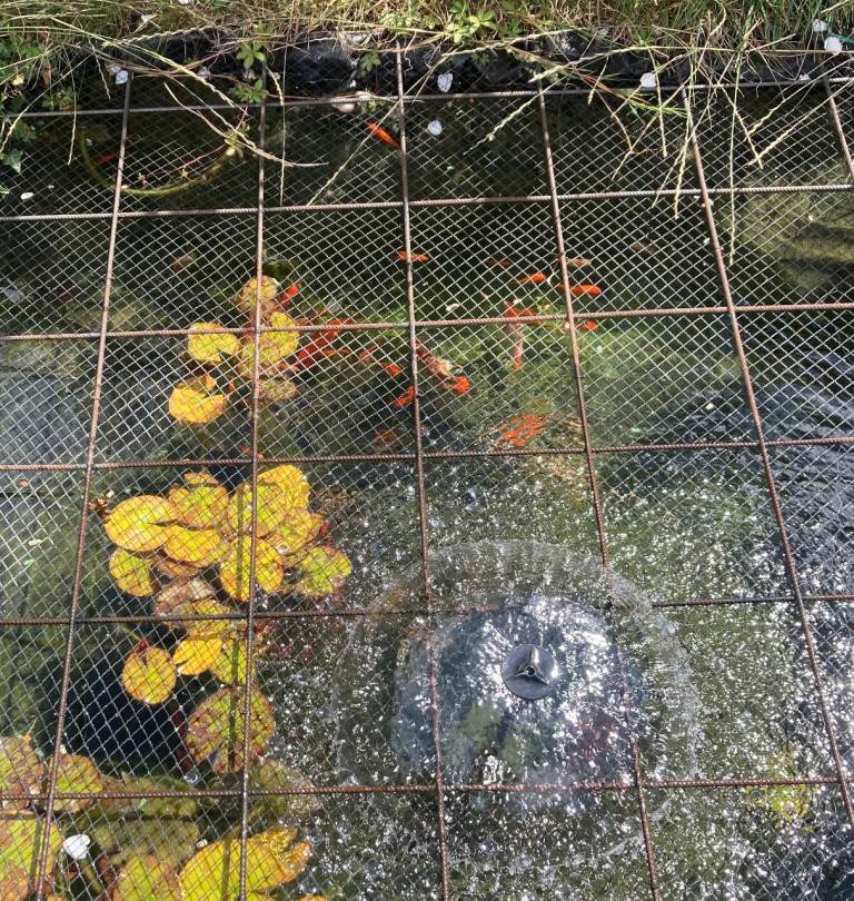 Pond Fish for sale