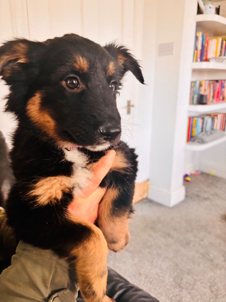  ✨ SHOLLIE PUPPIES – READY NOW ✨