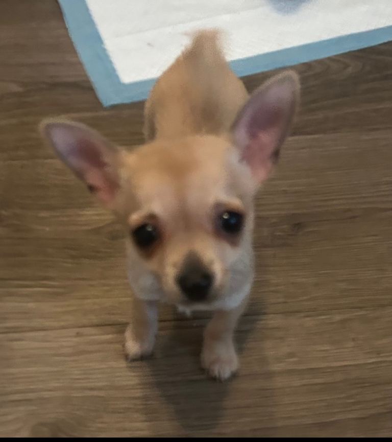 Female Chihuahua Puppy 