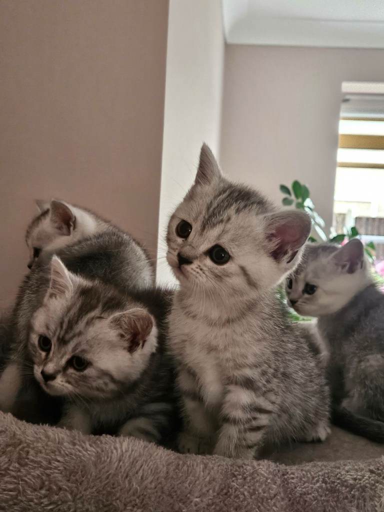 British shothair tabby kittens 