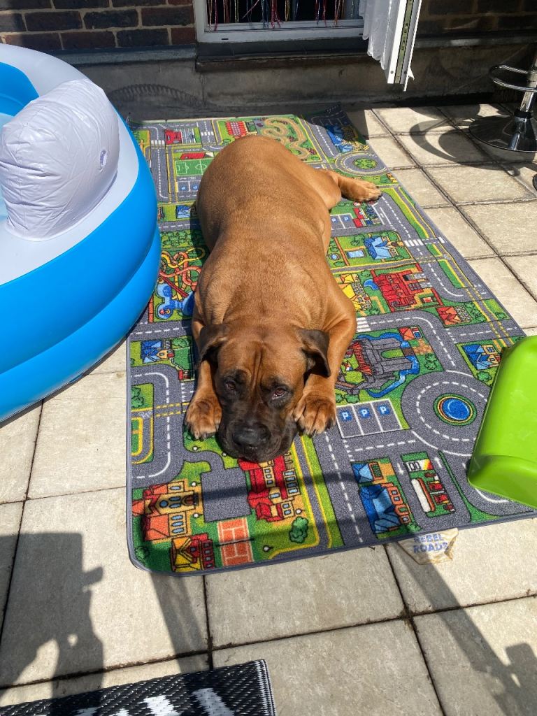 South African Boerboel 