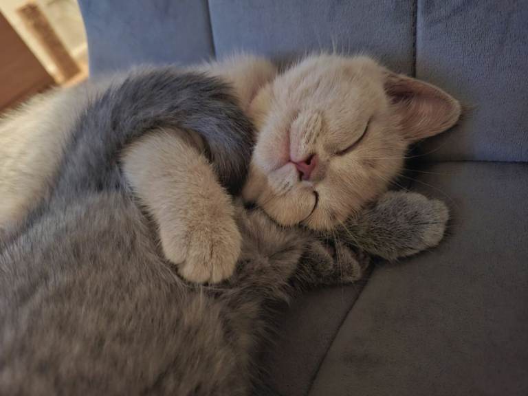 British Shorthair Kittens Looking for Loving Homes