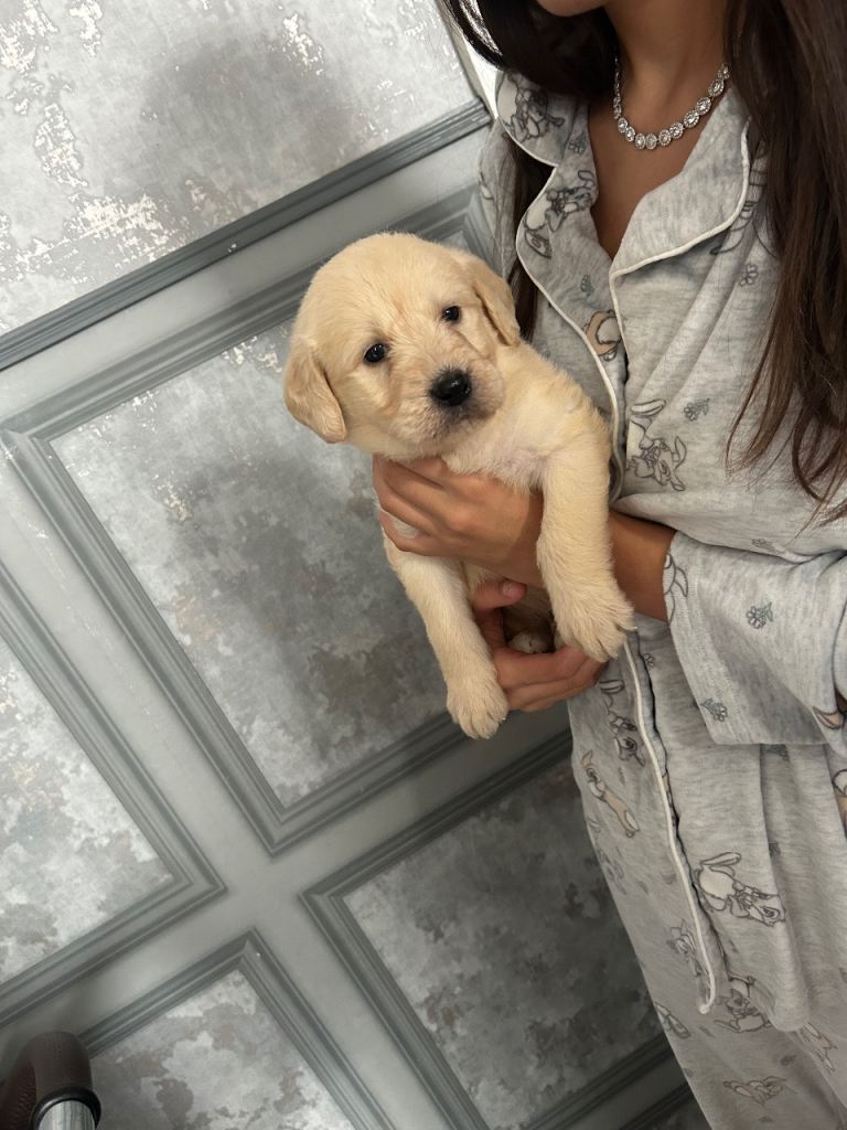 Labradoodle puppies for sale 