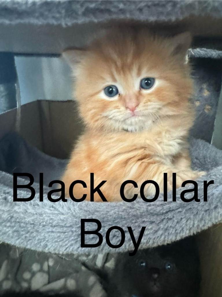 Beautiful Ragdoll kittens 