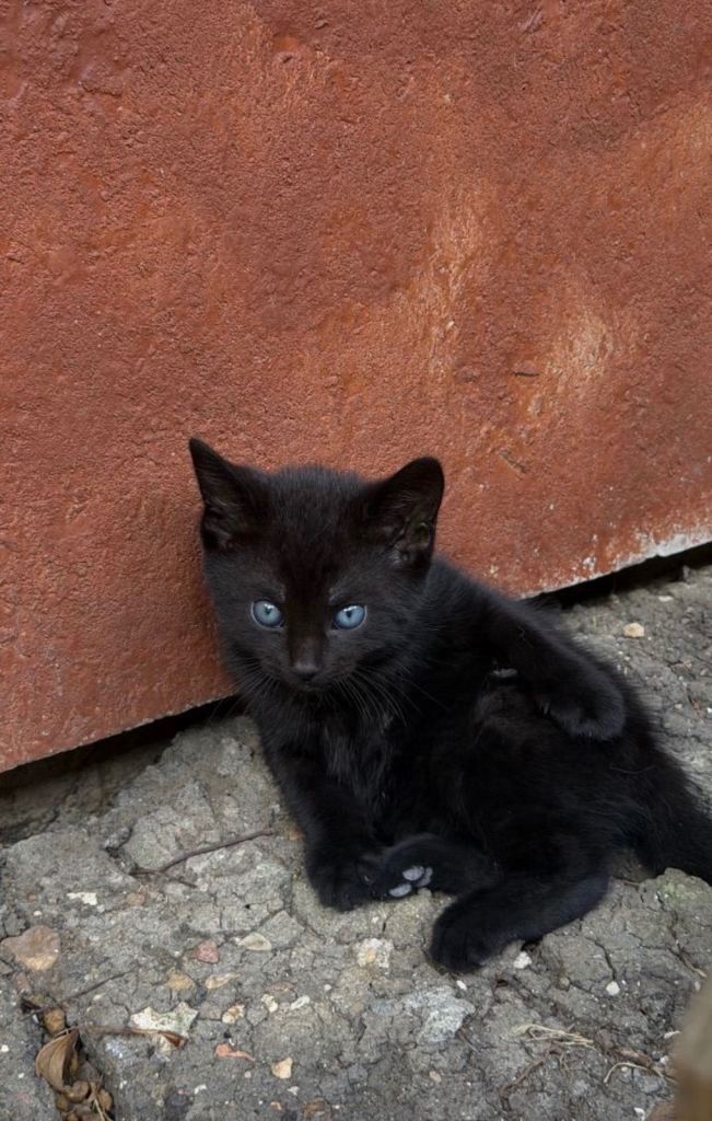 Cats 